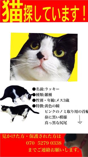 熊本県熊本市北区清水新地7丁目周辺で猫を探しています ネコサーチ 迷子猫と保護情報の専用掲示板 熊本県熊本市北区清水新地7丁目周辺で猫を探しています ネコサーチ 迷子猫と保護情報の専用掲示板
