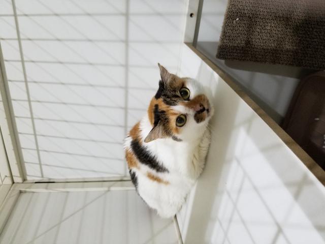 探しています