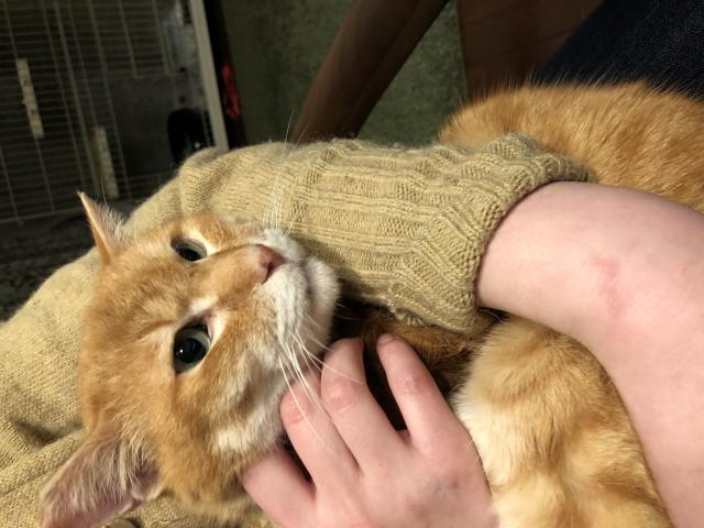 東京都板橋区小竹町 小竹向原駅の入り口付近です 周辺で猫を探しています ネコサーチ 迷子猫と保護情報の専用掲示板 東京都板橋区小竹町 小竹向原駅の入り口付近です 周辺で猫を探しています ネコサーチ 迷子猫と保護情報の専用掲示板