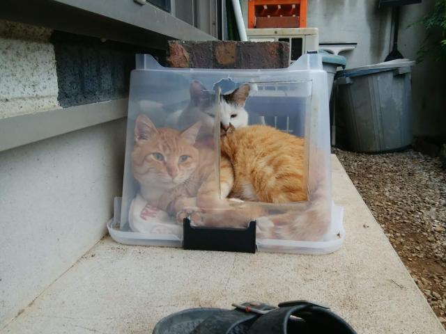 探しています