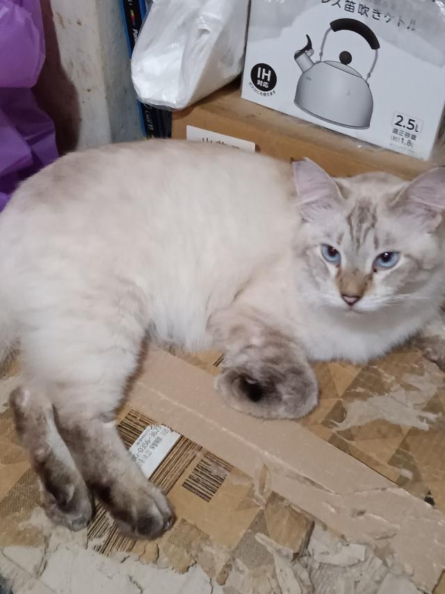 探しています