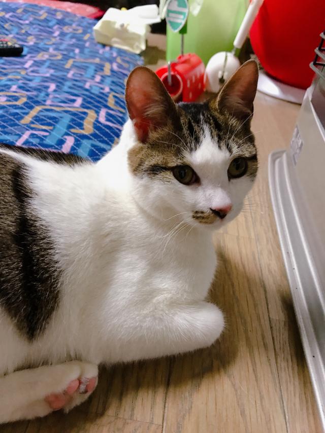 保護しました