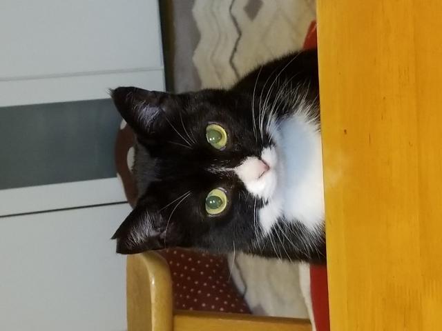 猫 千葉 保護