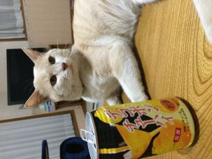 静岡県富士宮市馬見塚周辺で猫を探しています ネコサーチ 迷子猫と保護情報の専用掲示板