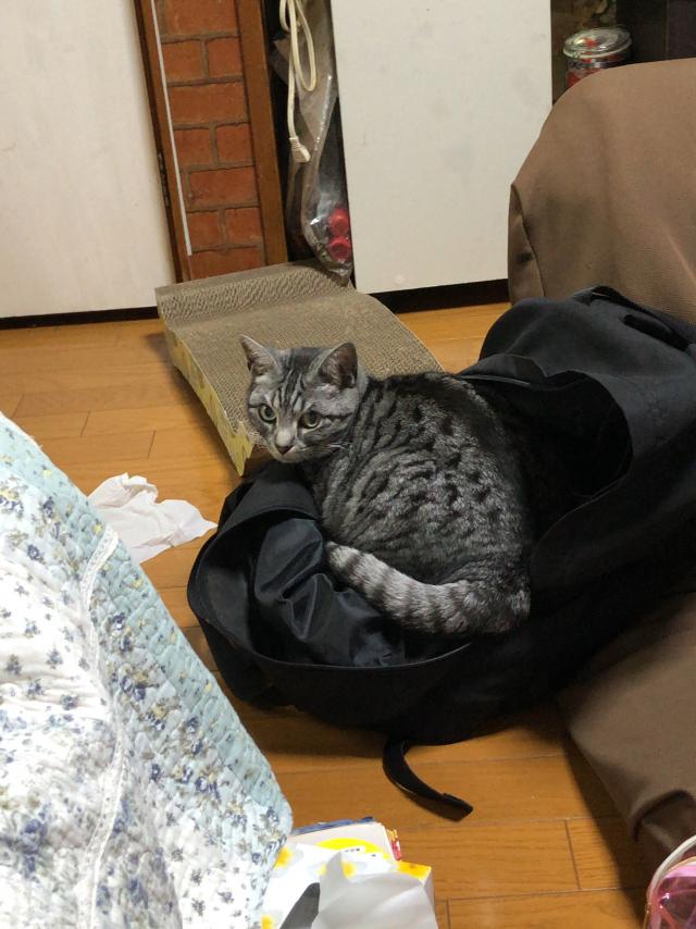 探しています