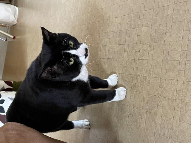 保護しました
