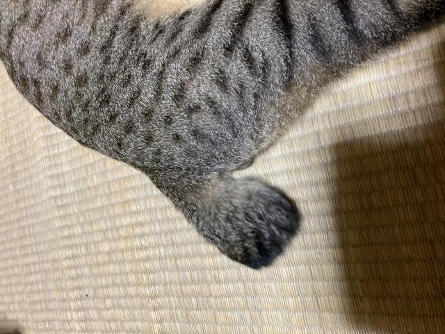 保護しました