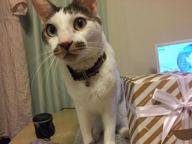 探しています