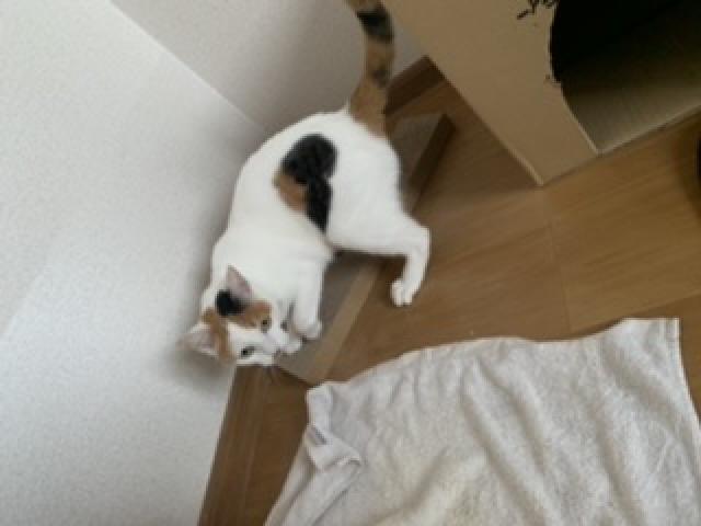 探しています