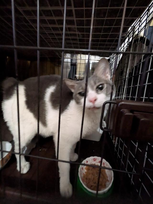 保護しました