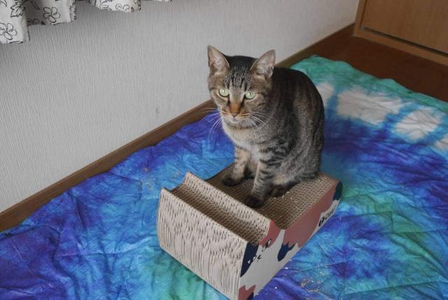 探しています