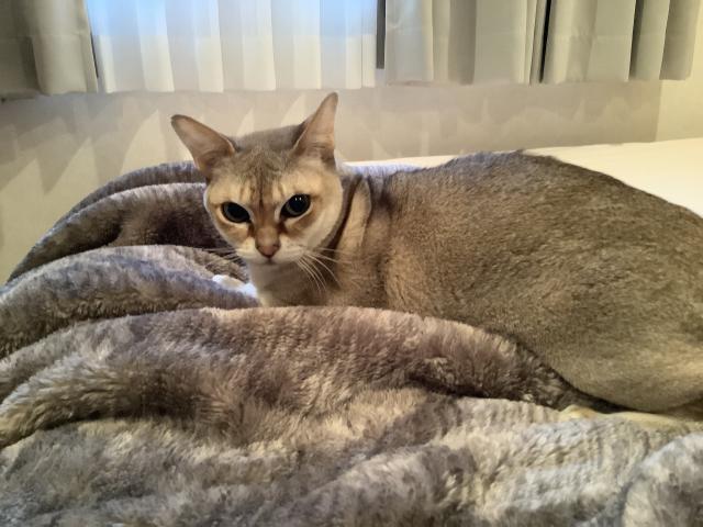 探しています