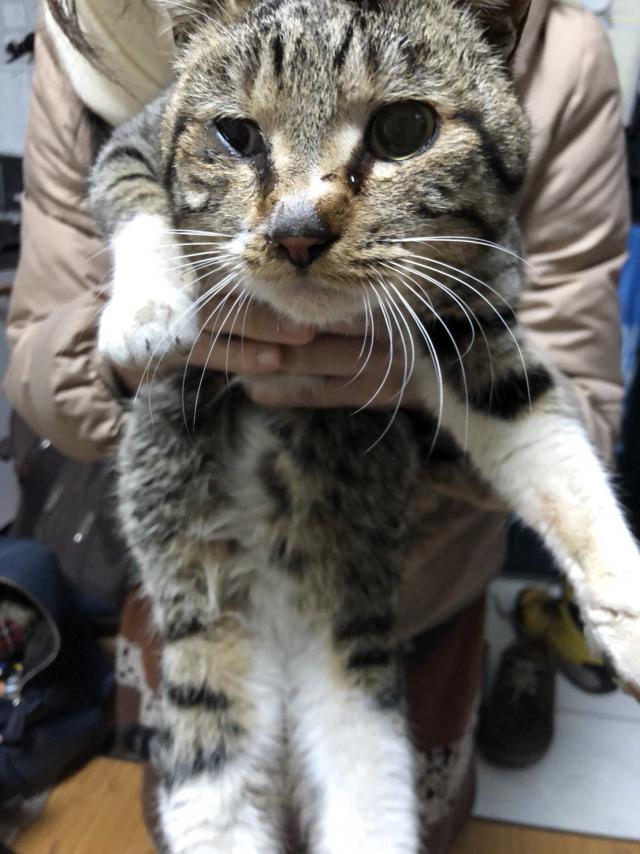 東京都足立区千住緑町周辺で猫を保護しました - ネコサーチ | 迷子猫と保護情報の専用掲示板