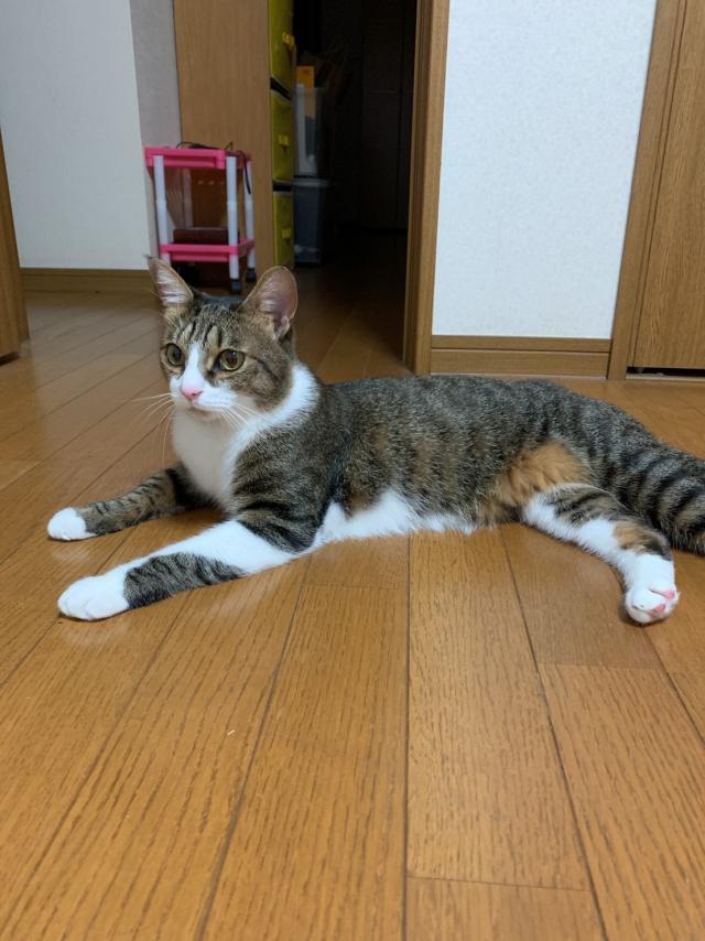 探しています