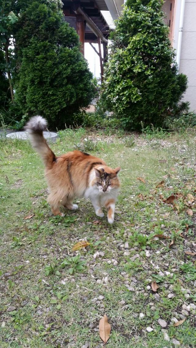 静岡県富士宮市小泉周辺で猫を保護しました ネコサーチ 迷子猫と保護情報の専用掲示板