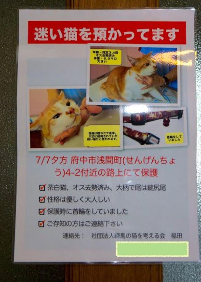 東京都府中市浅間町周辺で猫を保護しました - ネコサーチ | 迷子猫と 