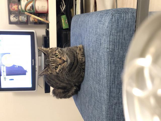 保護しました
