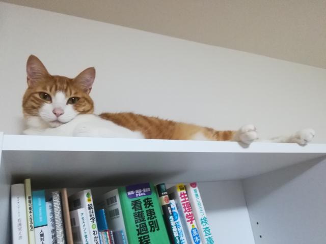 探しています