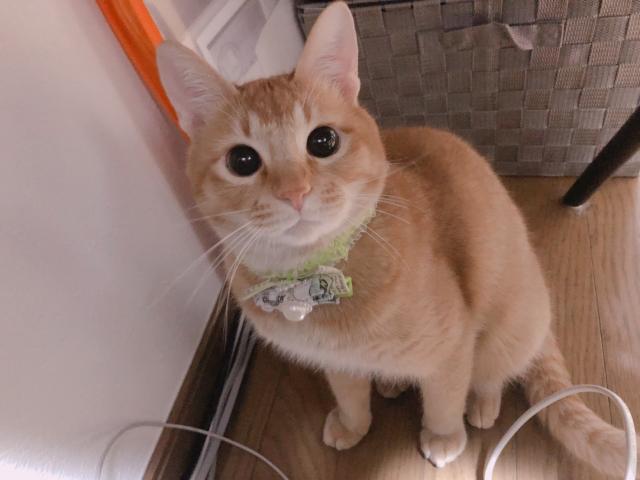探しています
